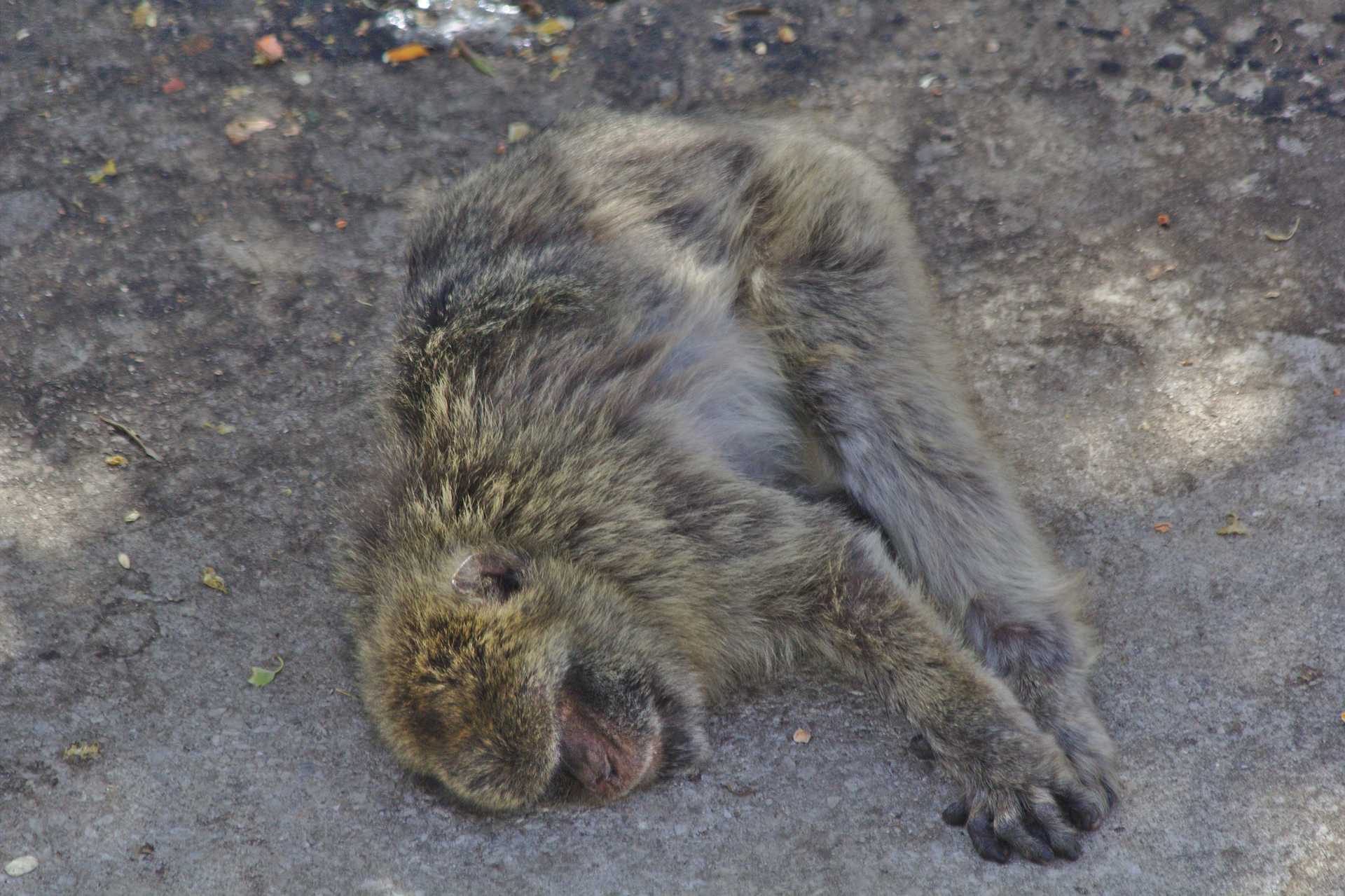 <p>Monkeys in Gibraltar</p>
