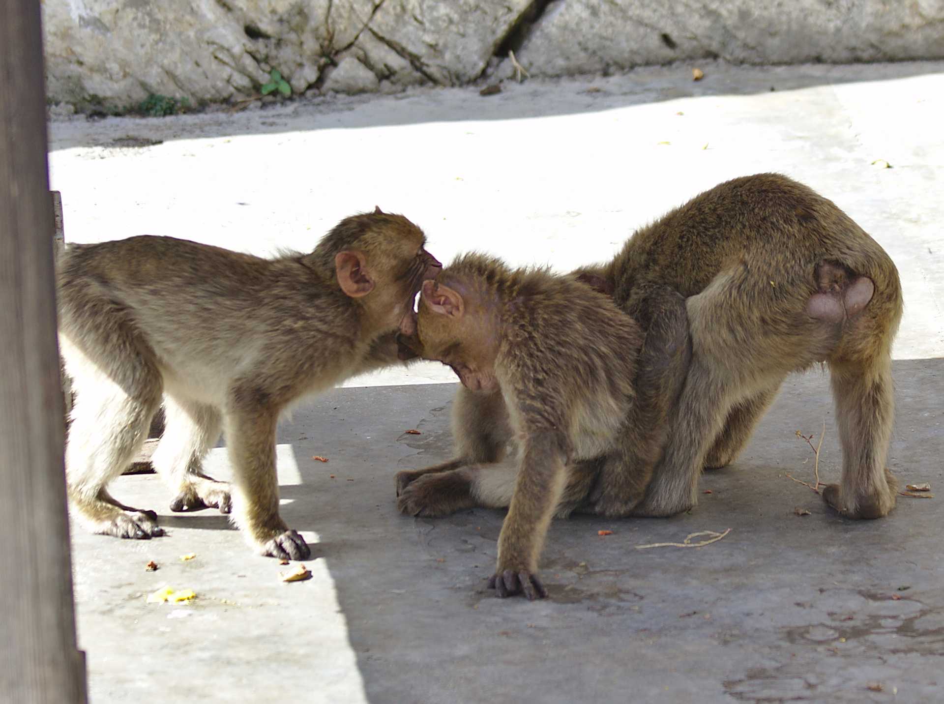 <p>Monkeys in Gibraltar</p>
