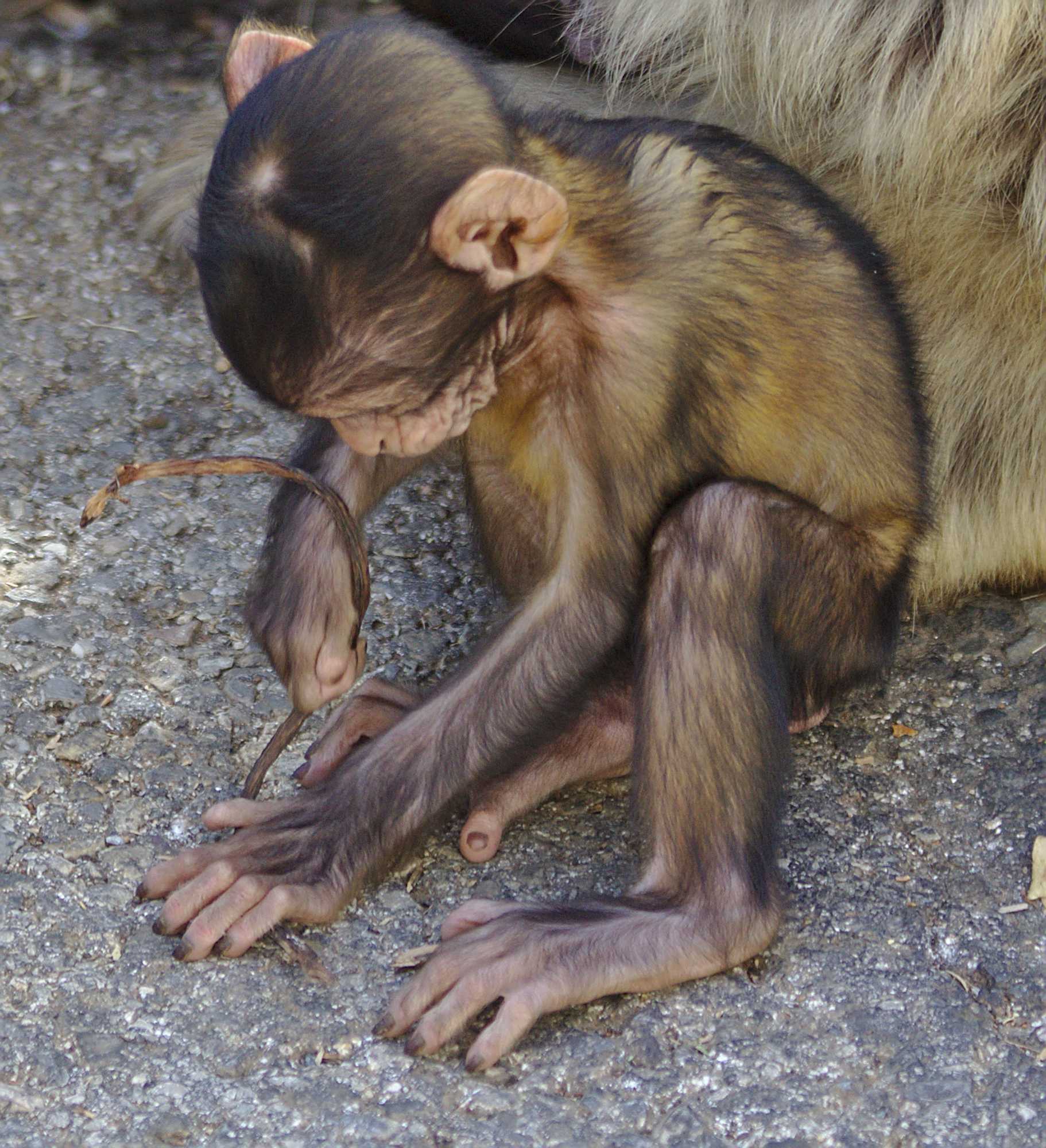 <p>Monkeys in Gibraltar</p>
