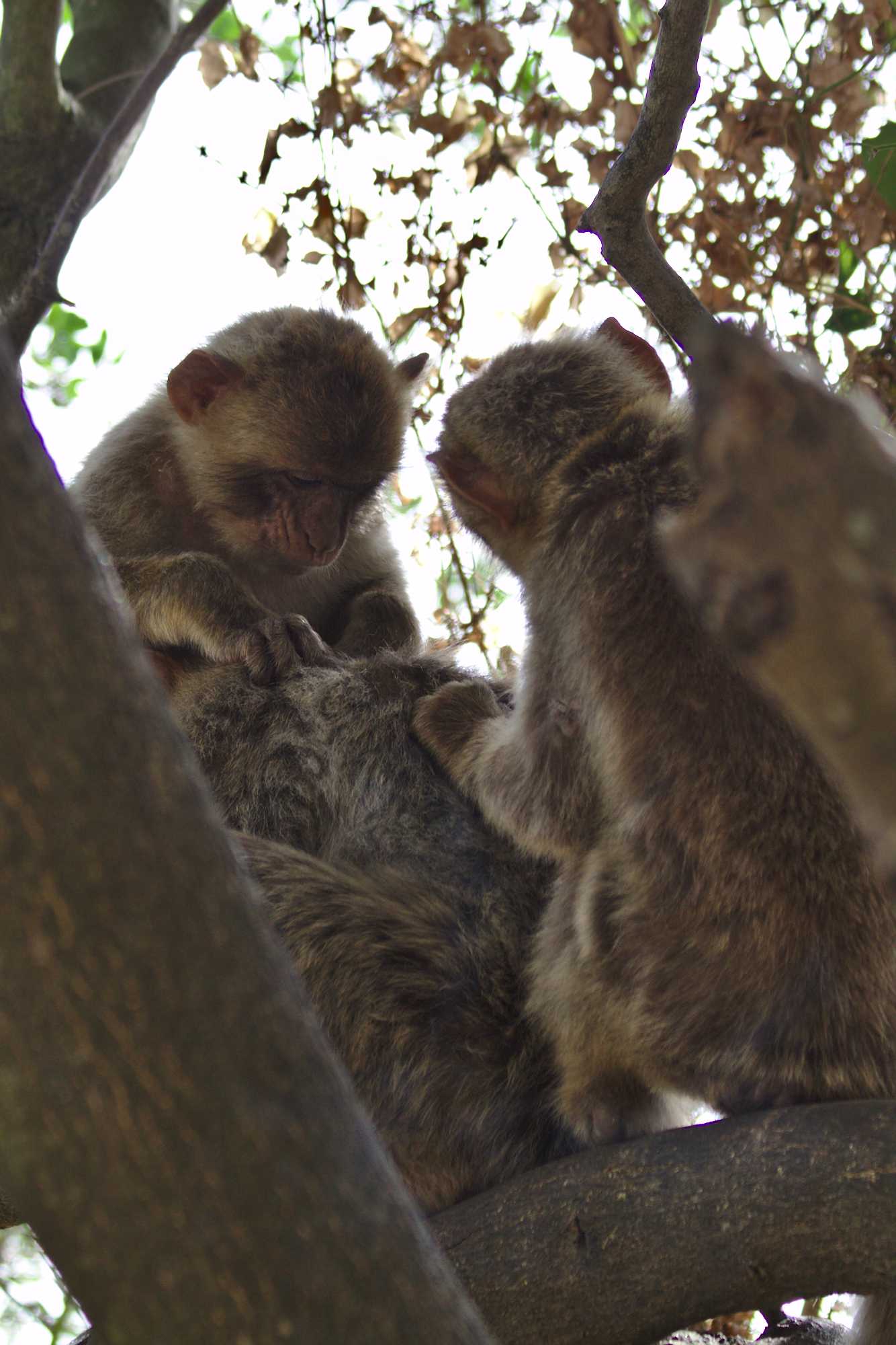 <p>Monkeys in Gibraltar</p>
