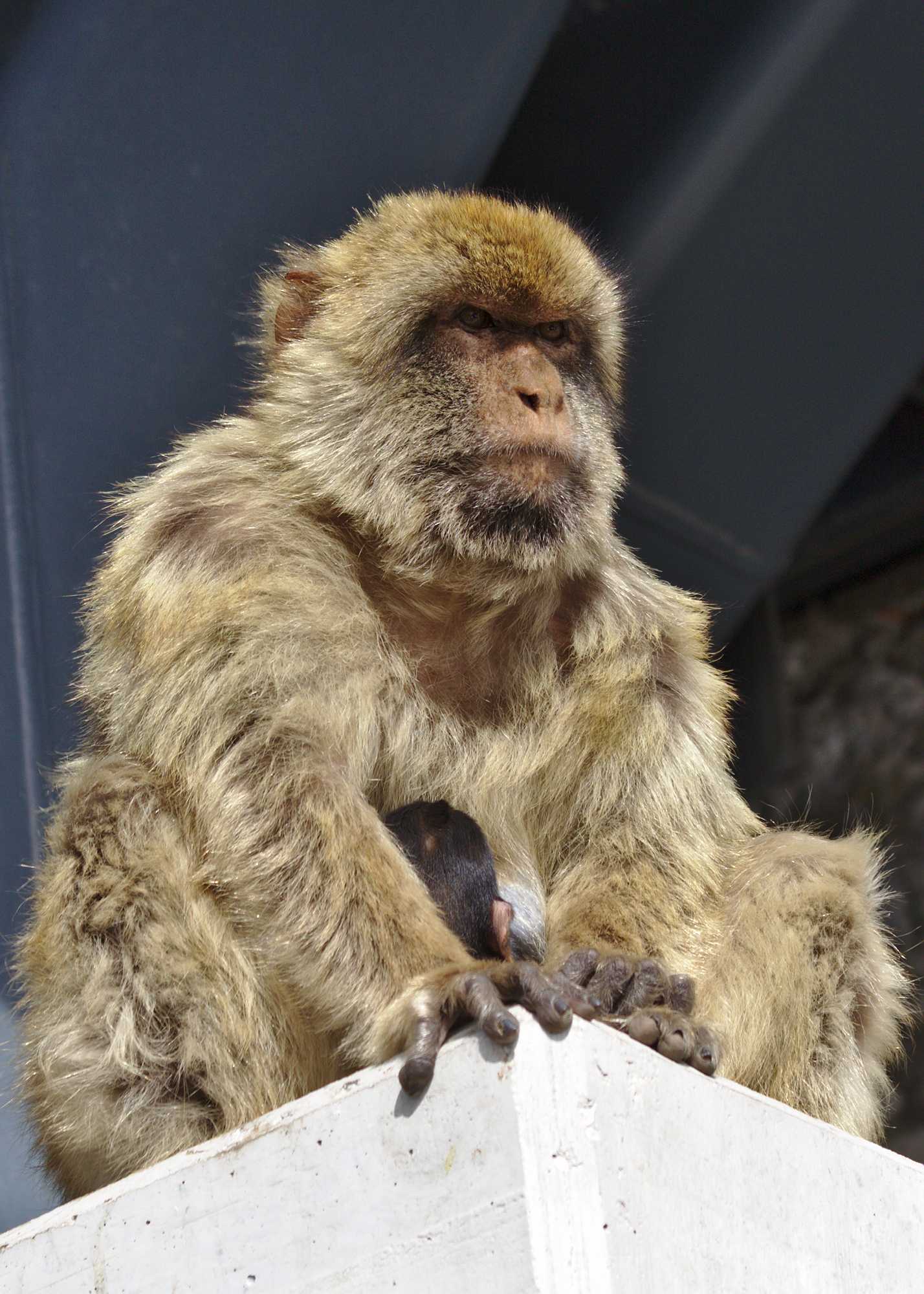 <p>Monkeys in Gibraltar</p>
