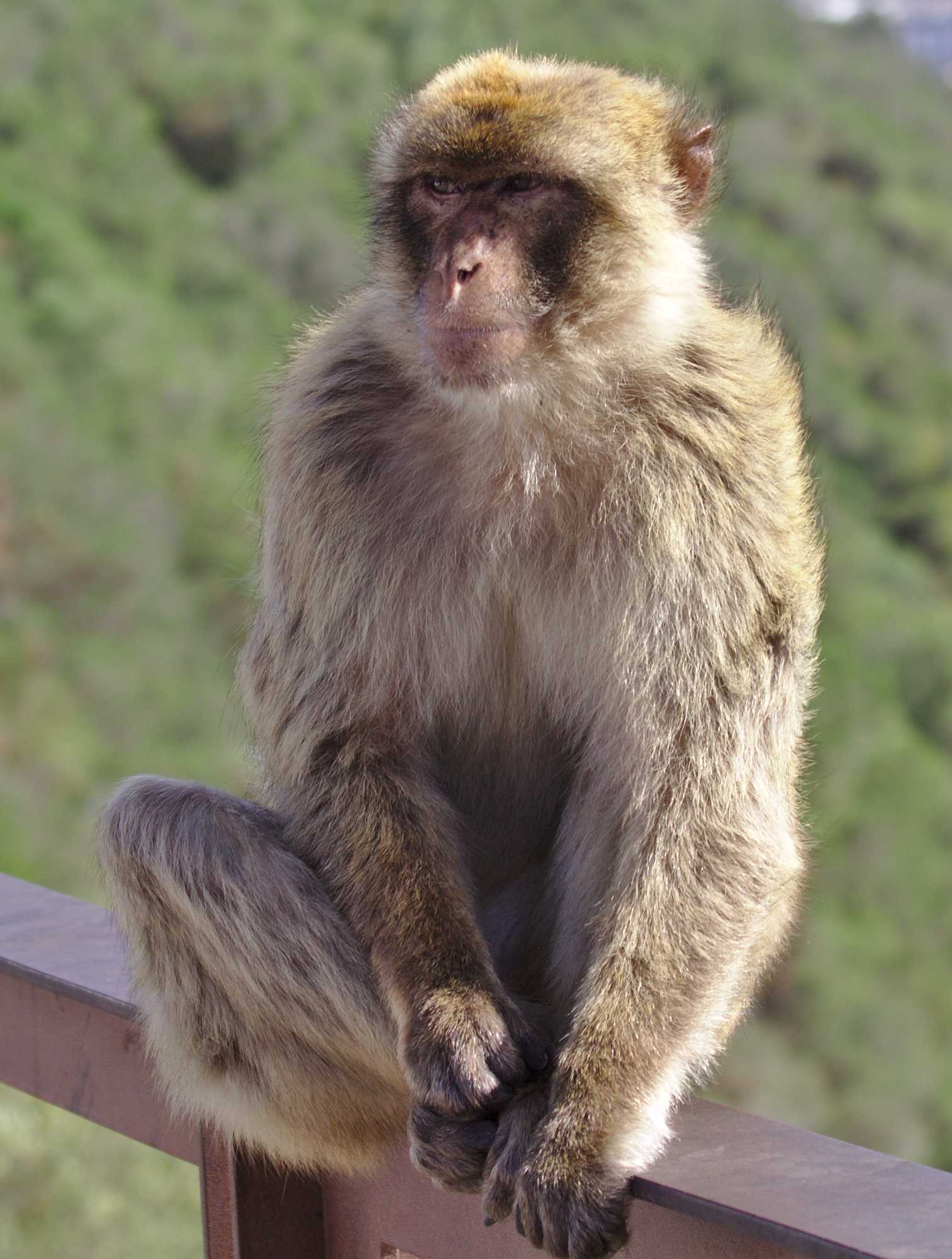 <p>Monkeys in Gibraltar</p>
